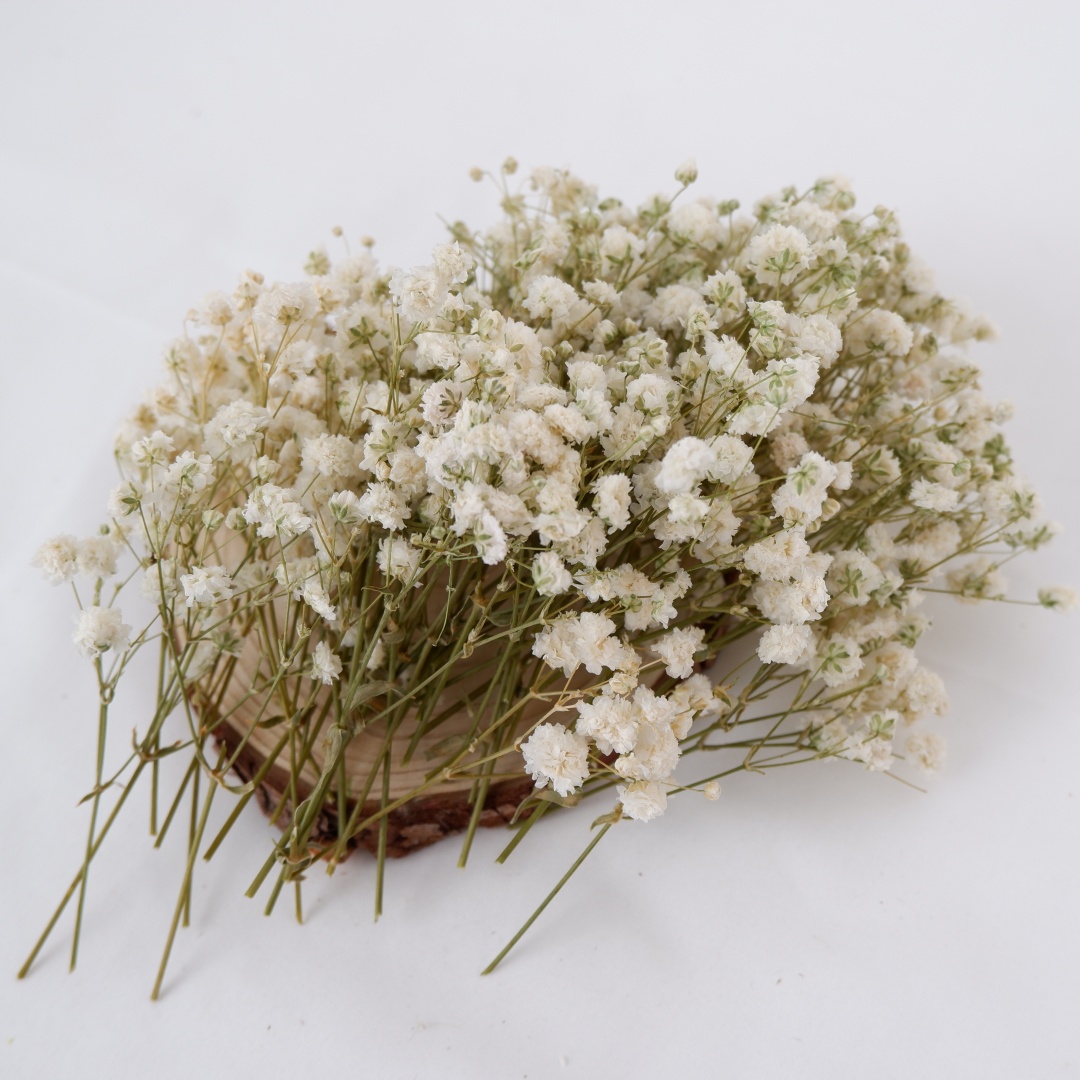 Dried Flowers White Mini Dried - Art Craft Vase review and price